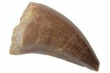 Fossil Mosasaur (Prognathodon) Tooth - Morocco #217005-1